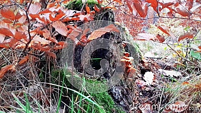 Unusual snag in autumn leaves and green grass Stock Photo