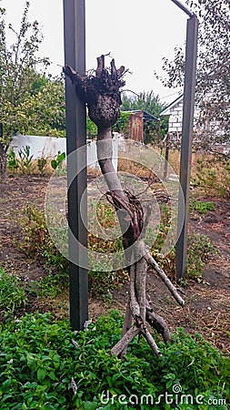 Unusual snag is leaning against a pillar Stock Photo