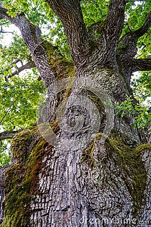 Unusual tree, huge tree, giant tree Stock Photo