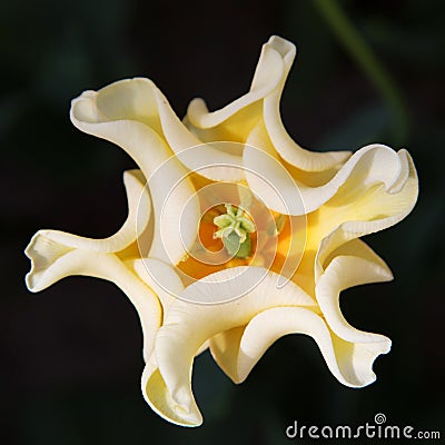 Unusual tulip close up. Macro. Stock Photo