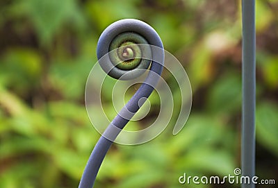 Unusual uluhe fern stems, Hawaii Stock Photo