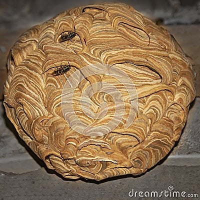 Unusual wasp hive spherical nest colored stripes Stock Photo