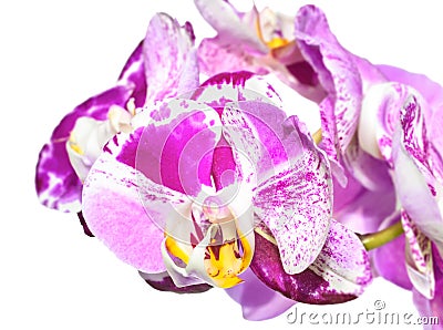 Unusual white with purple flowers of orchid, phalaenopsis Stock Photo