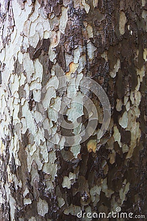 Unusual wooden tree bark in brown and white Stock Photo