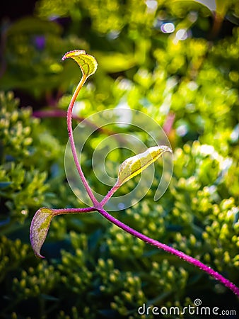 Unusual young raspberry sprout clematis Stock Photo