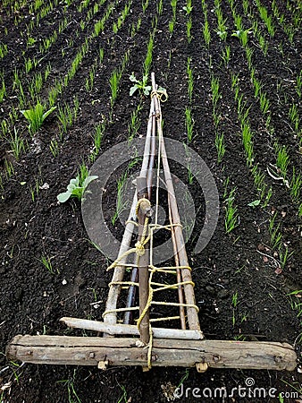 The unwanted plant Remover in field Stock Photo