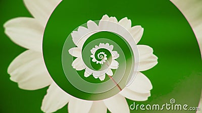 Unwinding flower spiral. Animation. Moving spiral of delicate flower petals. Abstract animation with flower spiral on Stock Photo