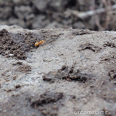 Up close ants Editorial Stock Photo