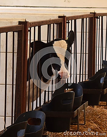 up close black and white Holstein dairy heifer calf Stock Photo