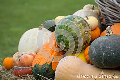 Up Close Bunch of Gourds and Squash for Autumn Display Stock Photo