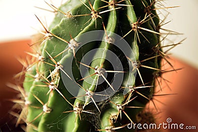 Up close cactus cobwebs on spikes Stock Photo