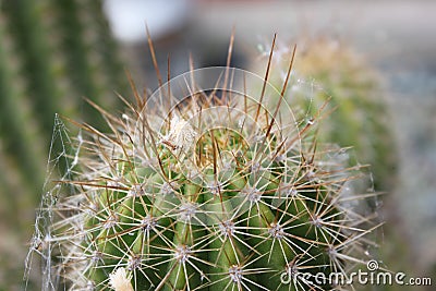 Up close cactus Stock Photo
