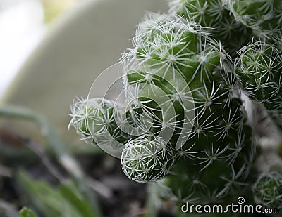 Up close cactus plant in pot Stock Photo