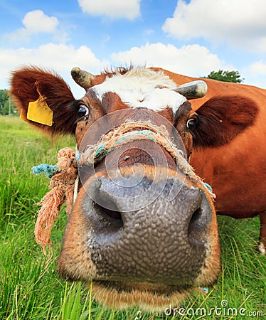 Up close with a cow Stock Photo