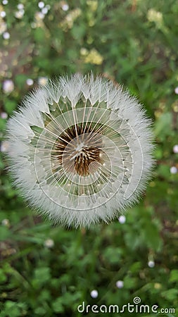 Blowing Dandelion Wishes Stock Photo