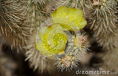 Up Close with Desert Cholla Blooms Stock Photo