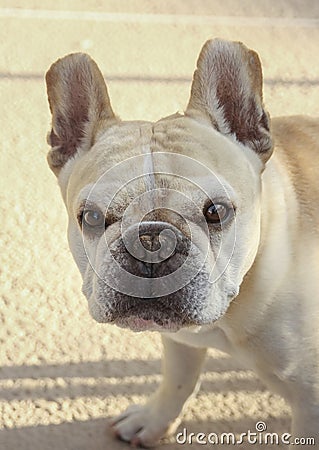 Up close French Bulldog Portrait Stock Photo