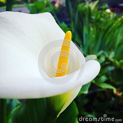 Up close giant calla Lily Stock Photo