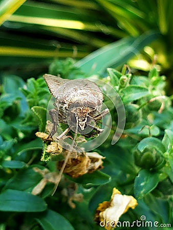 Up close giant moth Stock Photo