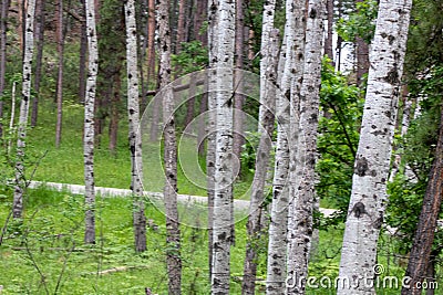 up close group of Aspen trees in the summer Stock Photo