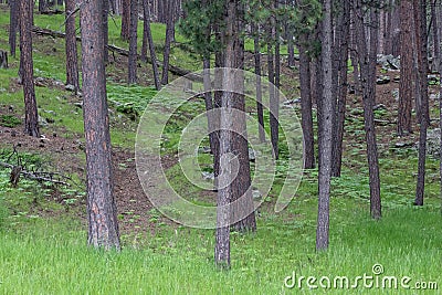 up close group of Aspen trees in the summer Stock Photo