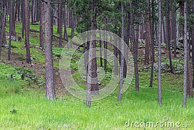 up close group of Aspen trees in the summer Stock Photo