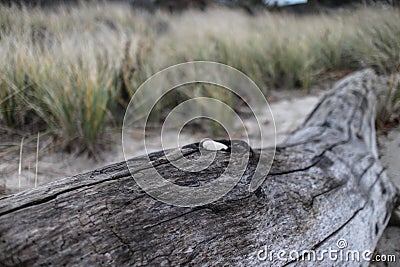 Driftwood from Hamptons series Stock Photo
