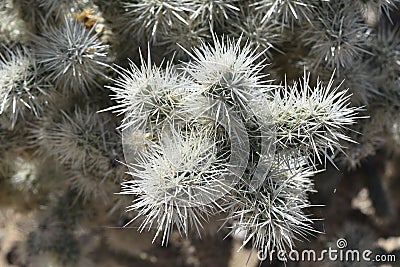 Up Close Look at a Cholla Cactus Spines Stock Photo