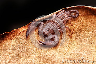 Up close macro image of scorpion on brown leaf Stock Photo