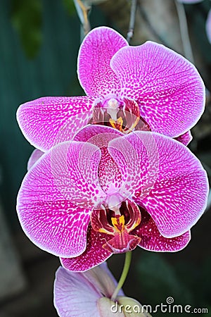 Up close orchid in nature Stock Photo