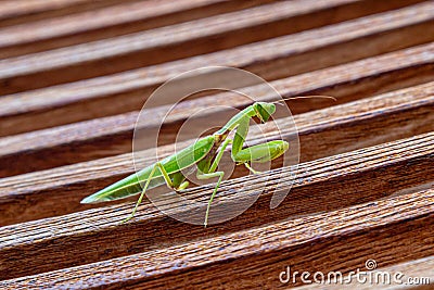 Up close photo of a green praying mantis Stock Photo