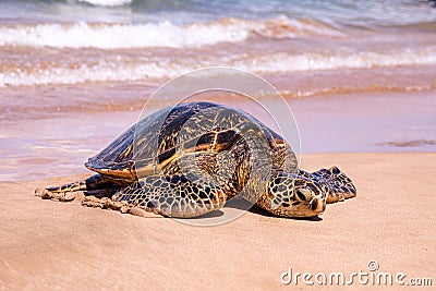 Up close photo of a green turtle on a Kamaole Beach III, Maui Hawaii. Stock Photo