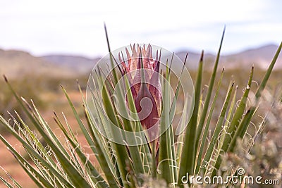 Up close photo of a Mojave Yucca flower ready to bloom. Stock Photo