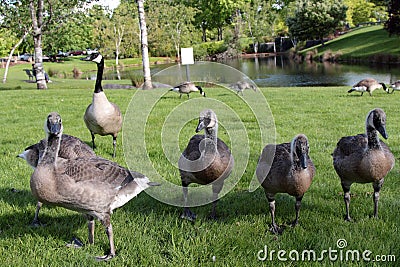 Up close photo of a pack grey Canada geese on a lawn Stock Photo