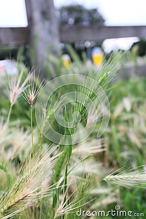 Up close picture of wall barley scientific name Hordeum murinum Stock Photo