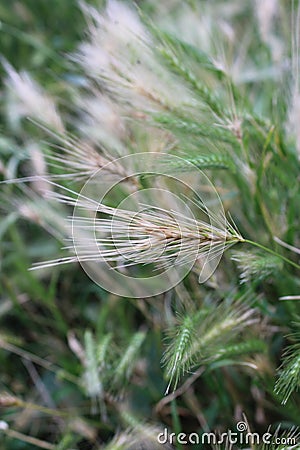 Up close picture of wall barley scientific name Hordeum murinum Stock Photo