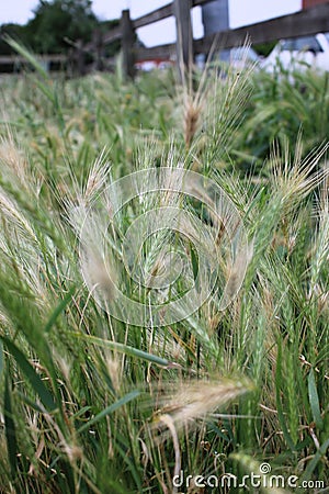 Up close picture of wall barley scientific name Hordeum murinum Stock Photo