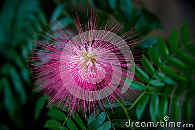 Up close pink mimosa flower Stock Photo