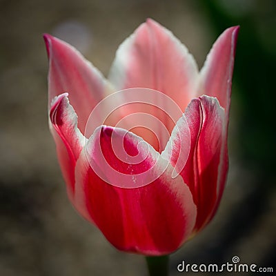 Up Close Pink Tulip Flower Stock Photo