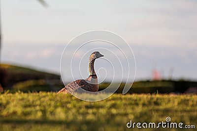 Up close portrait of Hawaiian Nene Goose Stock Photo