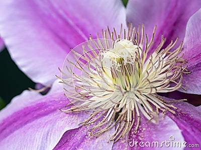 Up close purple flower macro photo Stock Photo