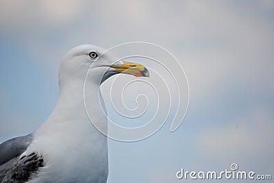 Up close seagull against sky Stock Photo