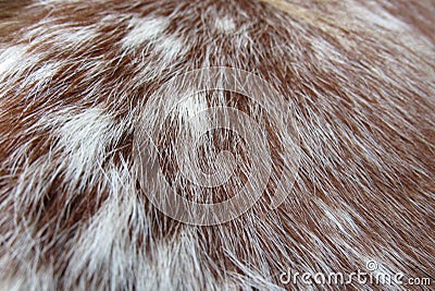 Up close shot of horse hair Stock Photo