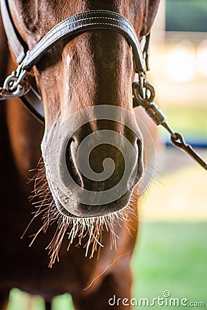 Bridled Horse Muzzle Stock Photo