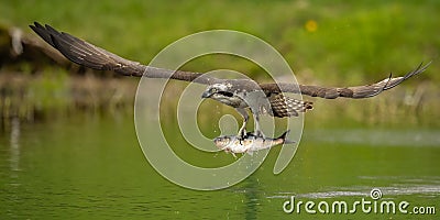 Up Close Shot of Osprey Catching a Fish Stock Photo