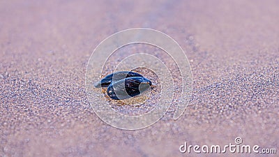 Up close shot of a a shell of a blue mussel in a sand Stock Photo