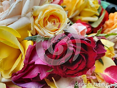 Up close single red rose with surrounding yellows Stock Photo