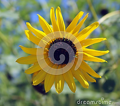 Up close of Sunflower Stock Photo