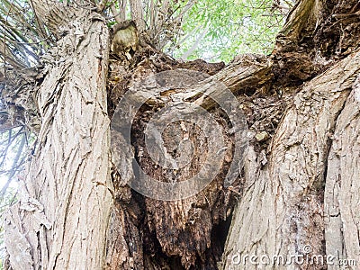 up close tree trunk Dedham summer day special grassland greenery Stock Photo