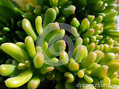 Up close tropical beach plant Stock Photo